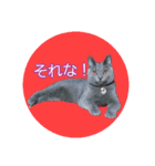 天使之晴明くんと千早ちゃん2-病弱な日常-（個別スタンプ：19）