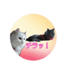 天使之晴明くんと千早ちゃん2-病弱な日常-（個別スタンプ：24）