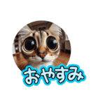 魚眼レンズで覗く猫たち（個別スタンプ：12）