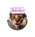 魚眼レンズで覗く猫たち（個別スタンプ：37）