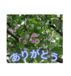 いろんな種類のサクラのスタンプ（個別スタンプ：6）