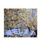 いろんな種類のサクラのスタンプ（個別スタンプ：10）