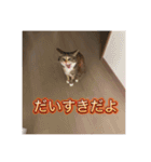 セジュール幼少期スタンプ（個別スタンプ：8）