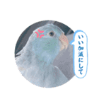 マメルリハ達23（個別スタンプ：2）