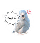 マメルリハ達23（個別スタンプ：3）