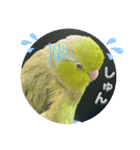 マメルリハ達23（個別スタンプ：9）