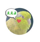 マメルリハ達23（個別スタンプ：13）