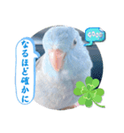 マメルリハ達23（個別スタンプ：22）