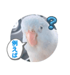 マメルリハ達23（個別スタンプ：23）