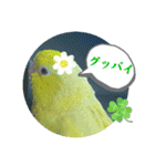 マメルリハ達23（個別スタンプ：24）