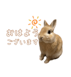 愛しのこっちゃむフィーバー丁寧（個別スタンプ：1）
