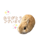 愛しのこっちゃむフィーバー丁寧（個別スタンプ：3）