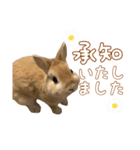 愛しのこっちゃむフィーバー丁寧（個別スタンプ：4）