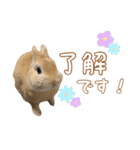 愛しのこっちゃむフィーバー丁寧（個別スタンプ：5）