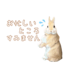 愛しのこっちゃむフィーバー丁寧（個別スタンプ：6）