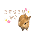 愛しのこっちゃむフィーバー丁寧（個別スタンプ：8）