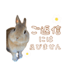 愛しのこっちゃむフィーバー丁寧（個別スタンプ：9）