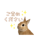 愛しのこっちゃむフィーバー丁寧（個別スタンプ：10）