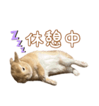 愛しのこっちゃむフィーバー丁寧（個別スタンプ：13）