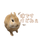 愛しのこっちゃむフィーバー丁寧（個別スタンプ：14）