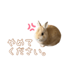 愛しのこっちゃむフィーバー丁寧（個別スタンプ：15）