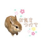 愛しのこっちゃむフィーバー丁寧（個別スタンプ：22）