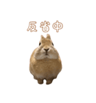 愛しのこっちゃむフィーバー丁寧（個別スタンプ：23）