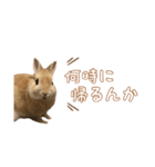 愛しのこっちゃむフィーバー丁寧（個別スタンプ：24）
