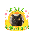 サワテトランマカベア part1（個別スタンプ：4）