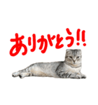 フォーエバーそらおスタンプ（個別スタンプ：4）