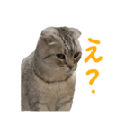 フォーエバーそらおスタンプ（個別スタンプ：25）