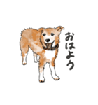 愛犬ラックと日常（個別スタンプ：1）