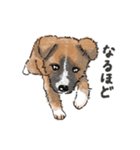 愛犬ラックと日常（個別スタンプ：12）