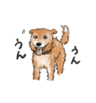 愛犬ラックと日常（個別スタンプ：17）