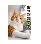 ❤ねこ写真❤かわいく気持ちを伝えるスタンプ（個別スタンプ：1）