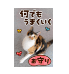 ❤ねこ写真❤かわいく気持ちを伝えるスタンプ（個別スタンプ：13）