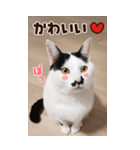 ❤ねこ写真❤かわいく気持ちを伝えるスタンプ（個別スタンプ：23）