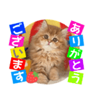 ねこまーち モフモフプリンス（個別スタンプ：1）