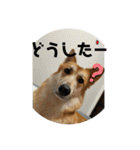 しぇびーの心（個別スタンプ：3）