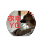 しぇびーの心（個別スタンプ：4）