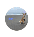 しぇびーの心（個別スタンプ：15）
