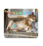 しぇびーの心（個別スタンプ：17）