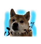 柴犬ぽんた 最近どう？（個別スタンプ：1）