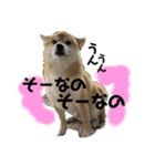 柴犬ぽんた 最近どう？（個別スタンプ：2）