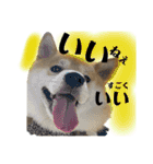 柴犬ぽんた 最近どう？（個別スタンプ：3）