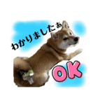 柴犬ぽんた 最近どう？（個別スタンプ：4）