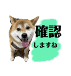 柴犬ぽんた 最近どう？（個別スタンプ：5）
