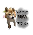 柴犬ぽんた 最近どう？（個別スタンプ：7）