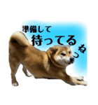 柴犬ぽんた 最近どう？（個別スタンプ：8）