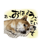 柴犬ぽんた 最近どう？（個別スタンプ：9）